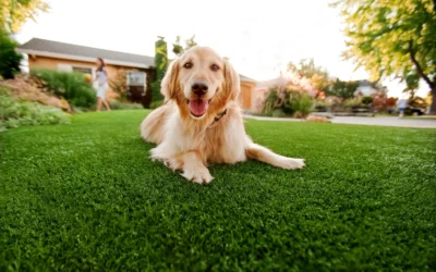 Pet-Friendly Backyard: A Paradise for Your Furry Friends